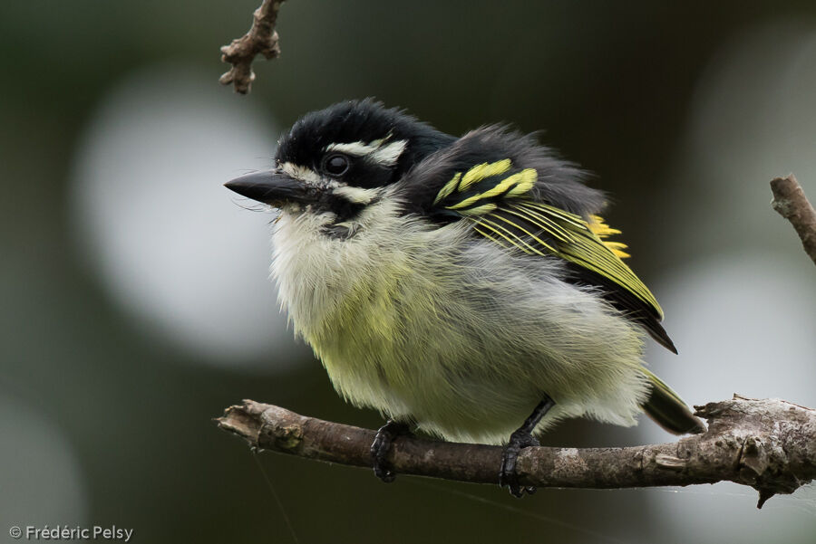 Yellow-rumped Tinkerbirdadult