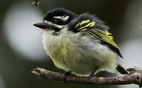 Yellow-rumped Tinkerbird