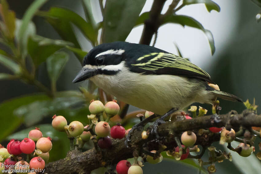 Yellow-rumped Tinkerbirdadult, identification