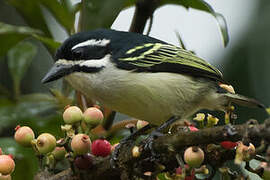 Yellow-rumped Tinkerbird