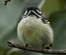 Yellow-rumped Tinkerbird