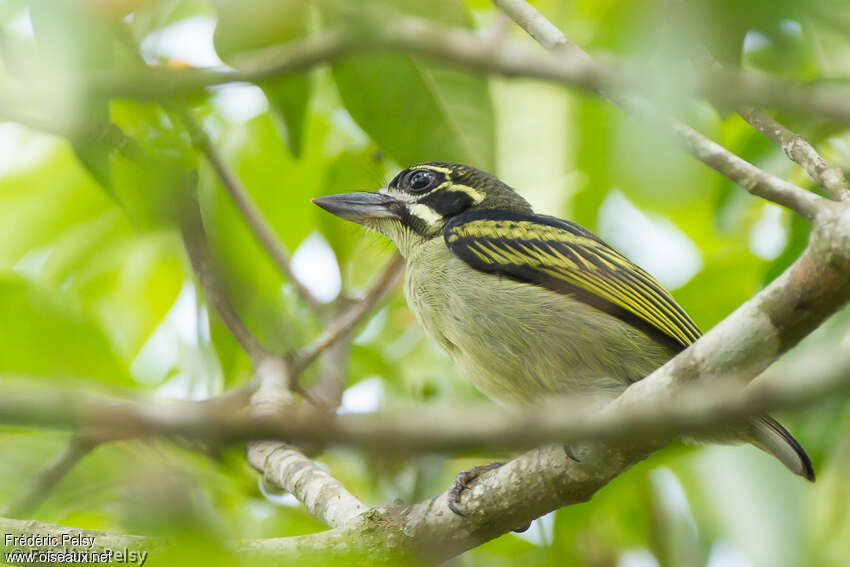 Red-rumped Tinkerbirdadult, identification