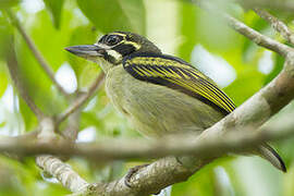 Red-rumped Tinkerbird