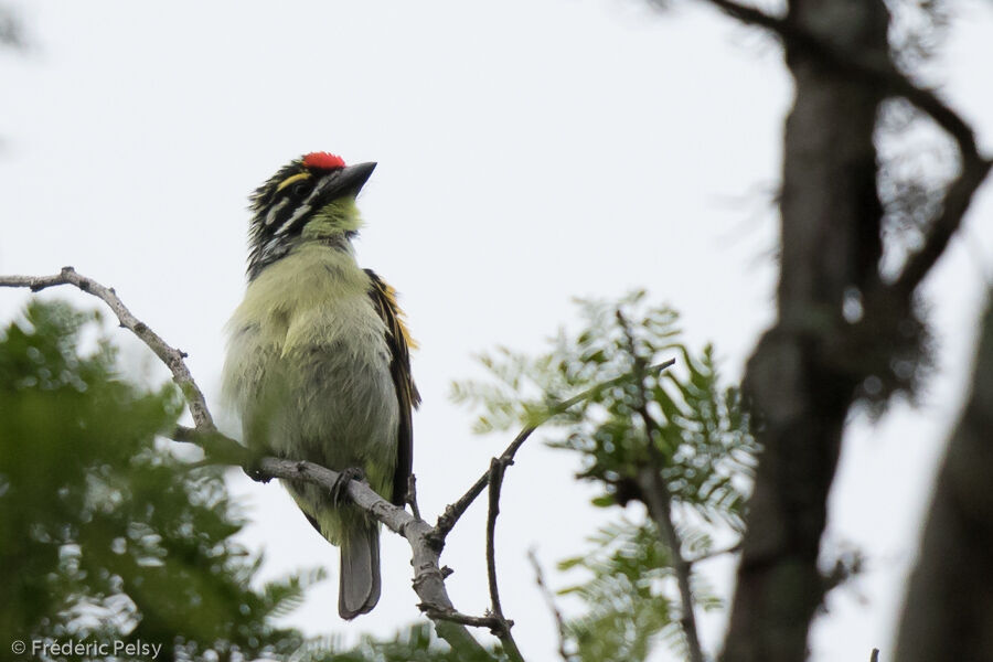 Red-fronted Tinkerbirdadult