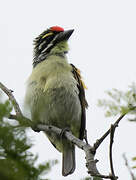 Red-fronted Tinkerbird