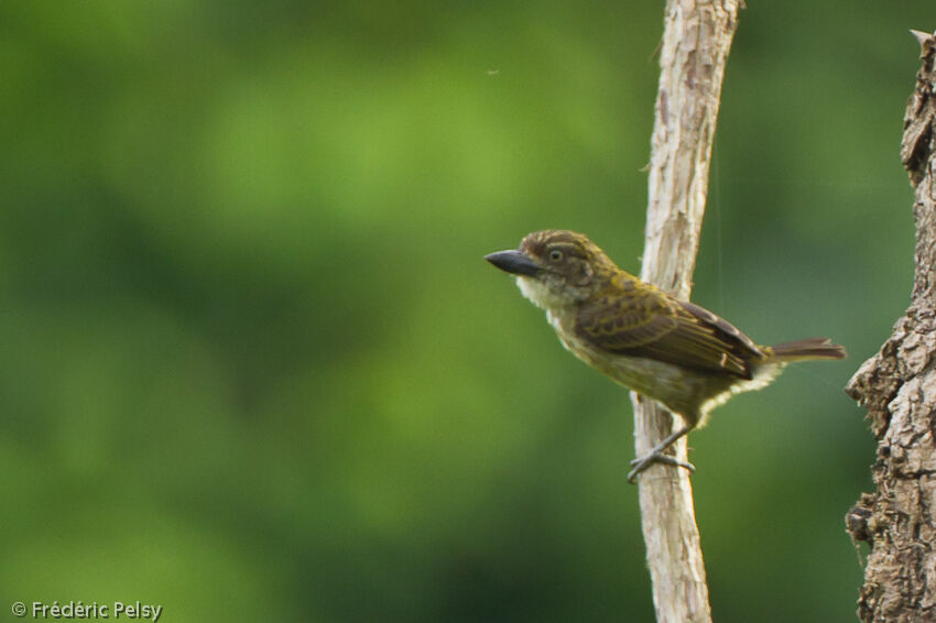 Speckled Tinkerbird