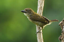 Speckled Tinkerbird