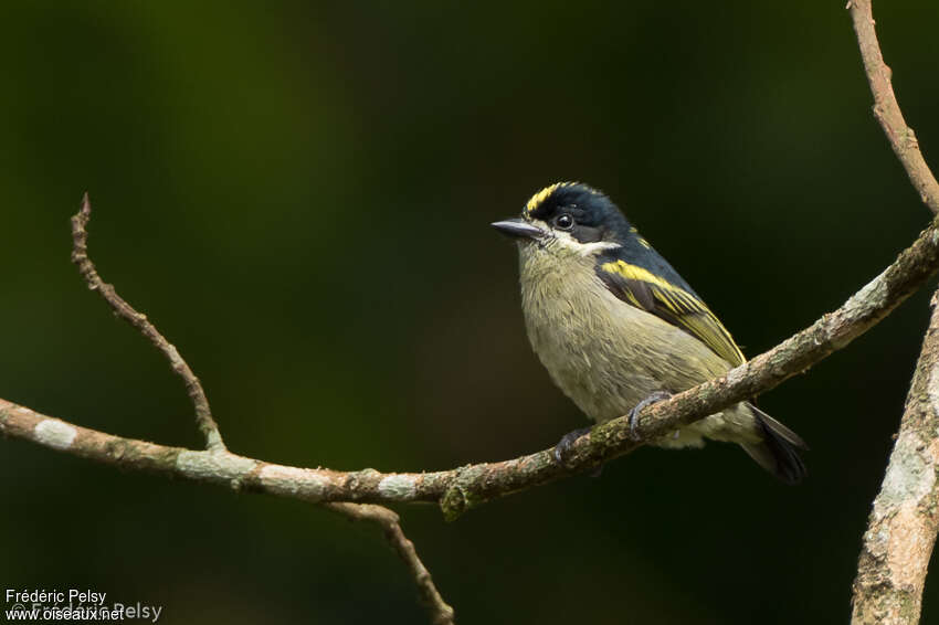 Barbion montagnardadulte, identification