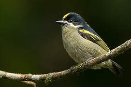 Western Tinkerbird