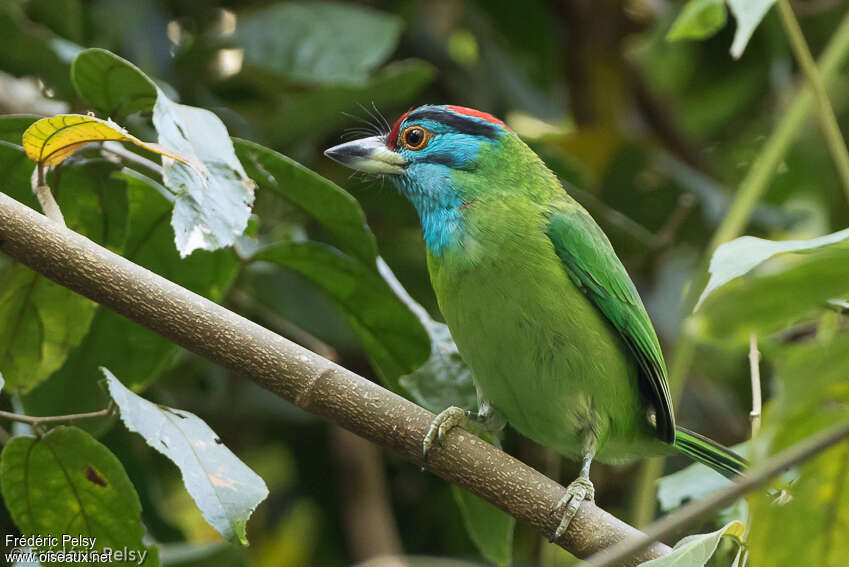 Blue-throated Barbetadult, identification