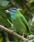 Blue-throated Barbet