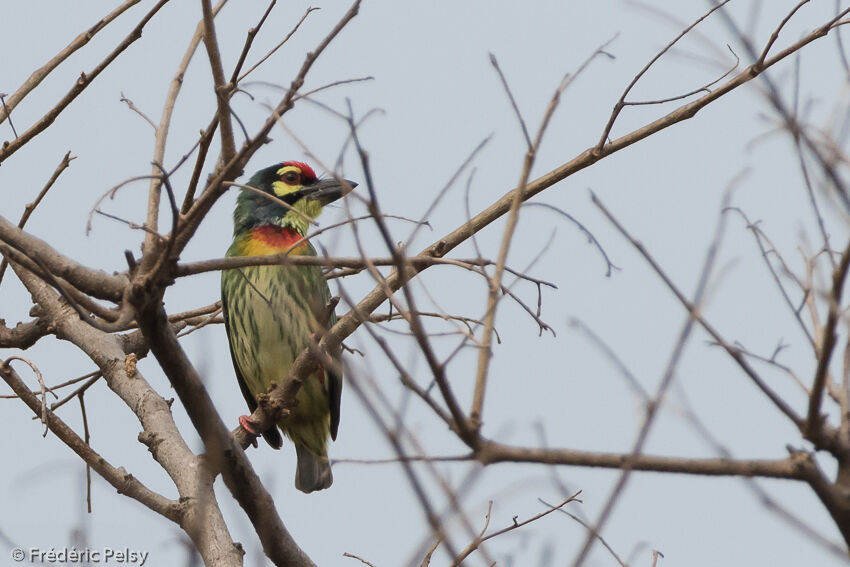 Coppersmith Barbetadult, identification