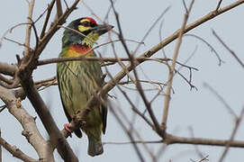 Coppersmith Barbet