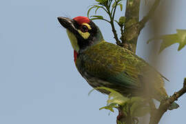 Coppersmith Barbet