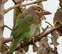 Brown-headed Barbet