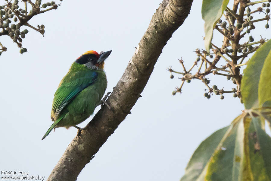 Barbu de Franklinadulte, identification