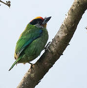 Golden-throated Barbet