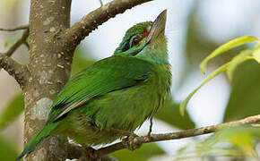 Moustached Barbet