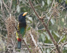 Great Barbet