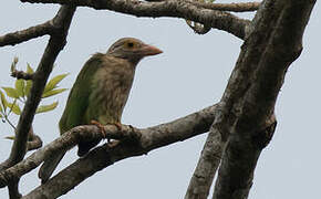 Lineated Barbet