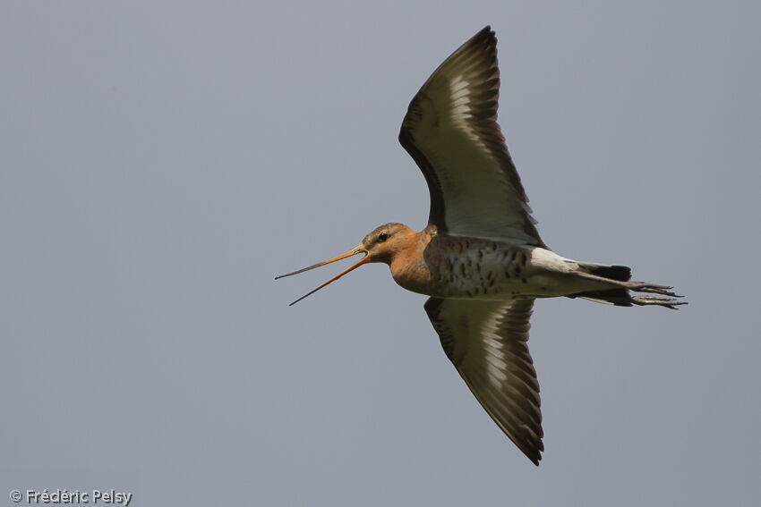 Black-tailed Godwitadult