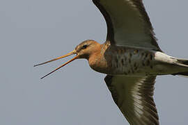 Black-tailed Godwit