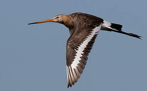 Black-tailed Godwit