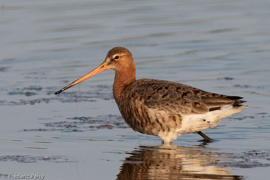 Black-tailed Godwit