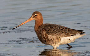 Black-tailed Godwit