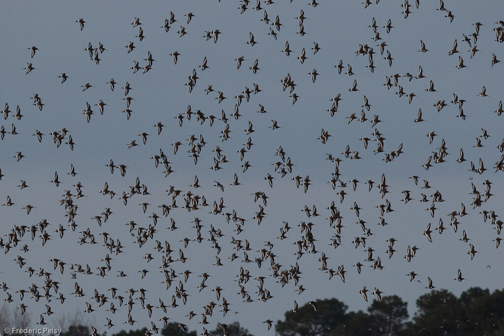 Black-tailed Godwit, Flight