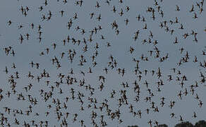 Black-tailed Godwit