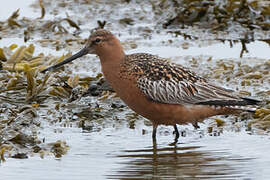 Bar-tailed Godwit