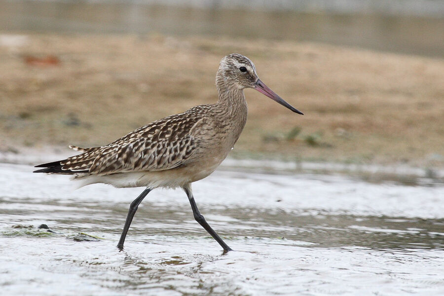 Bar-tailed Godwitjuvenile