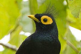 Apo Myna