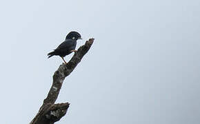 Sulawesi Myna