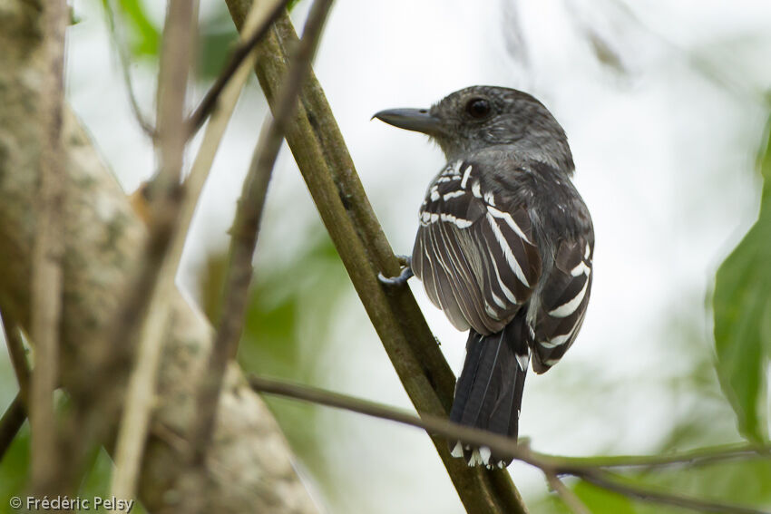 Black-crowned Antshrike male adult