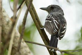 Black-crowned Antshrike