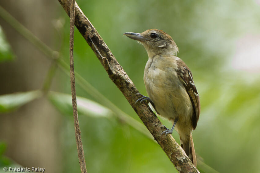 Black-crowned Antshrike female adult