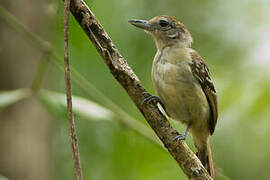 Black-crowned Antshrike