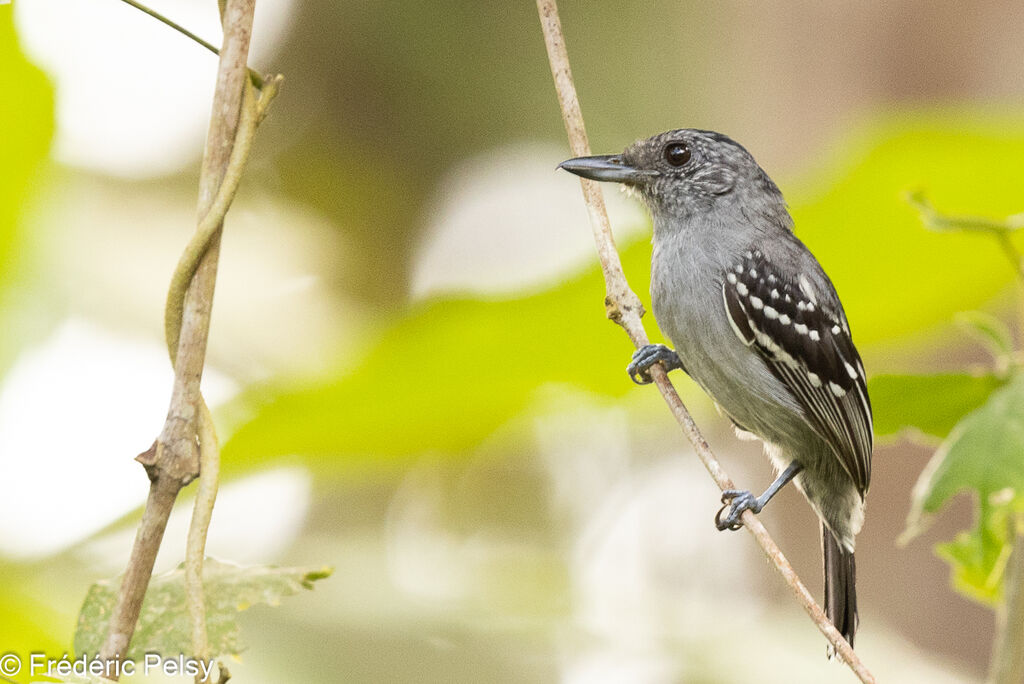 Black-crowned Antshrike male