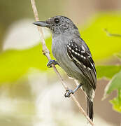 Black-crowned Antshrike