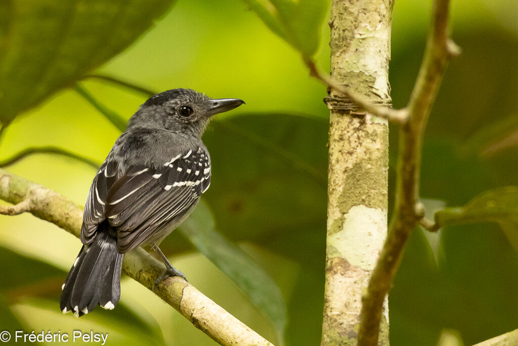 Black-crowned Antshrike