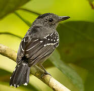 Black-crowned Antshrike