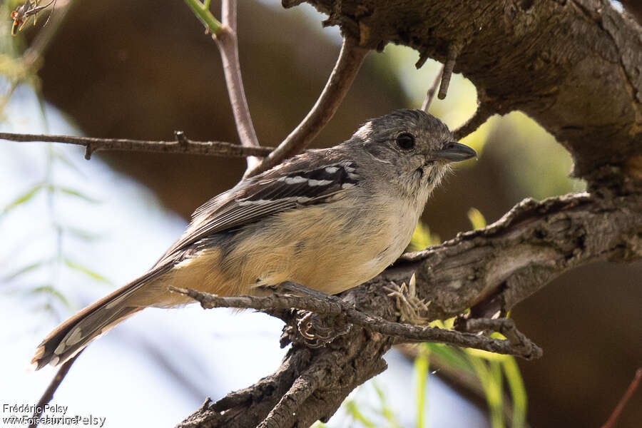 Variable Antshrike female adult, identification