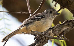 Variable Antshrike