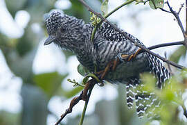 Bar-crested Antshrike