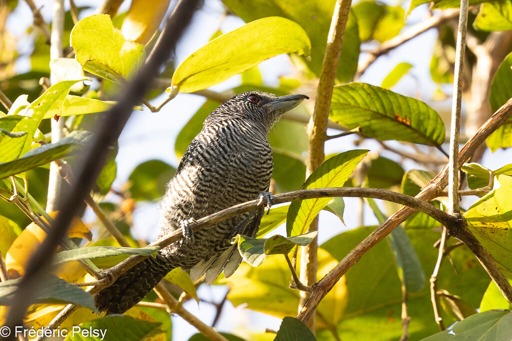 Fasciated Antshrike