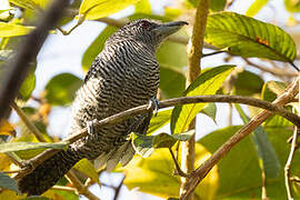 Fasciated Antshrike