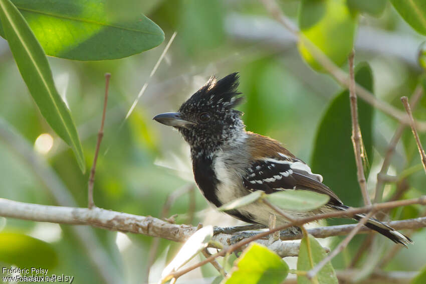 Black-crested Antshrike male adult, identification