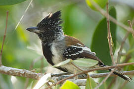 Black-crested Antshrike